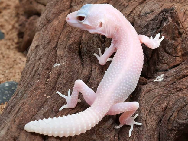 pet lizard for beginners