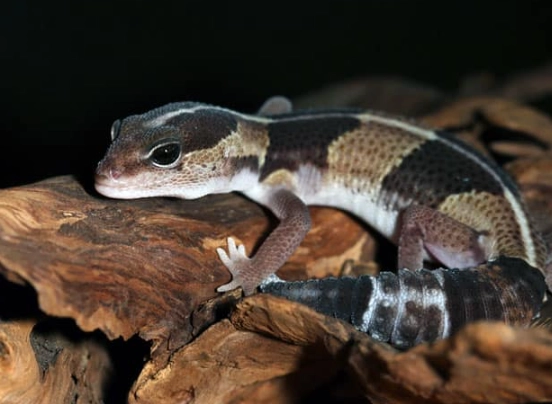 fat tailed gecko morphs