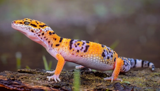 leopard gecko habitat setup
