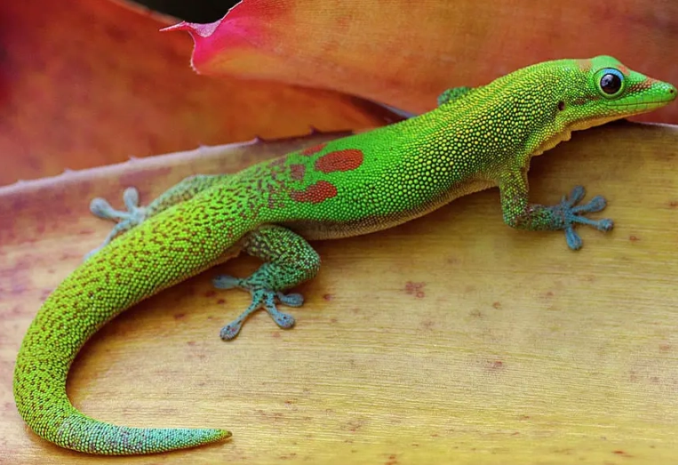 phelsuma laticauda