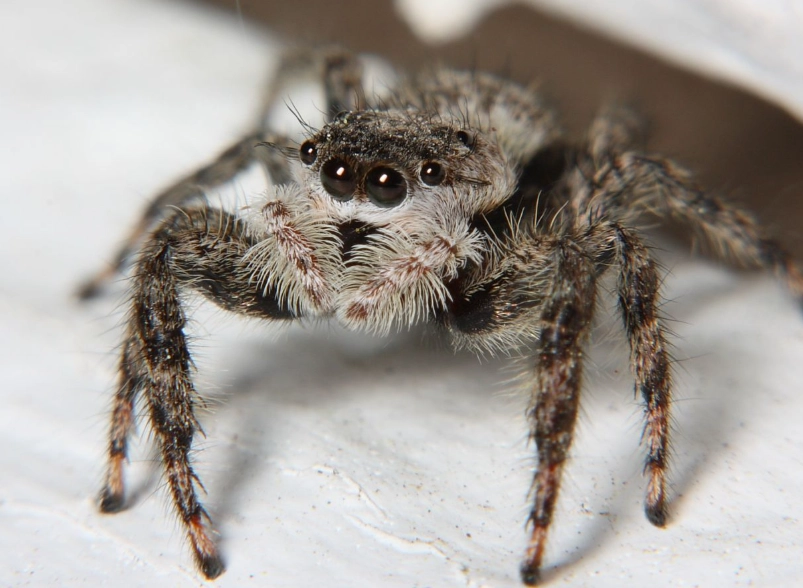 jumping spider facts