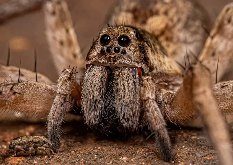 wolf spider identification