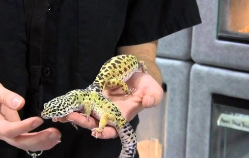 adult leopard gecko care