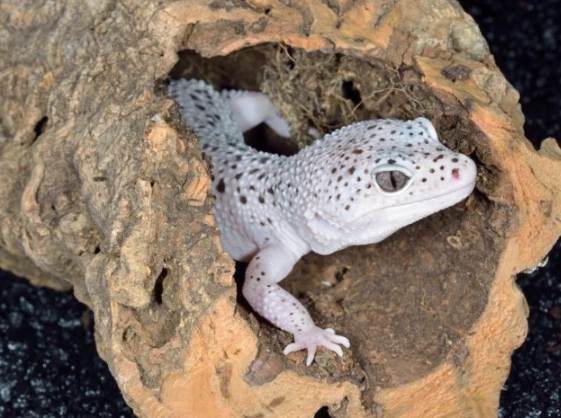 white leopard gecko care