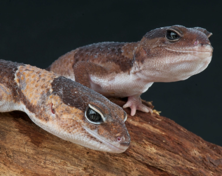African fat tailed gecko
