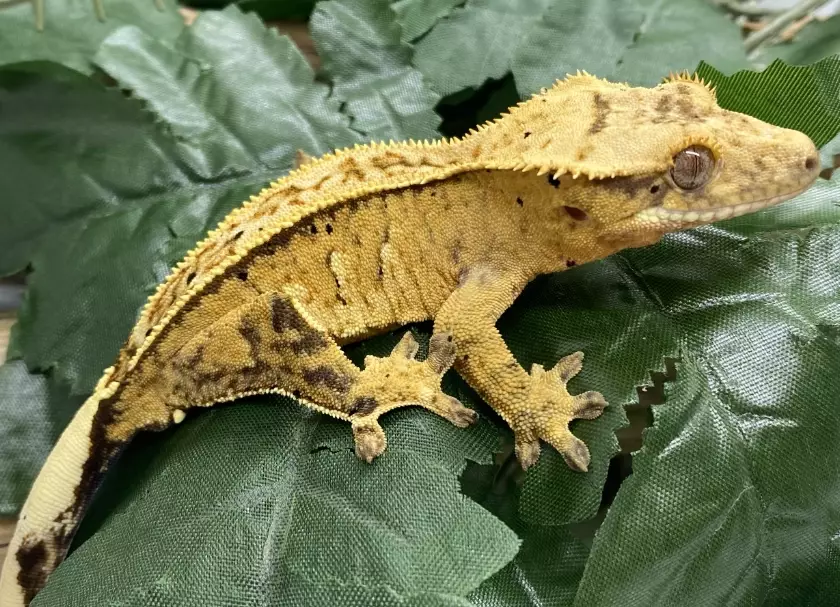 caring for crested gecko