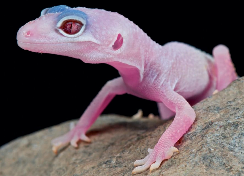 pink leopard gecko morphs