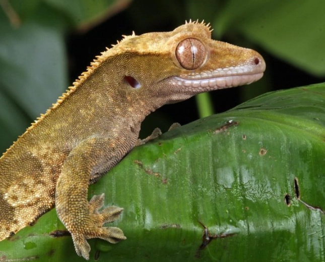 crested gecko humidity at night crested gecko humidity at night