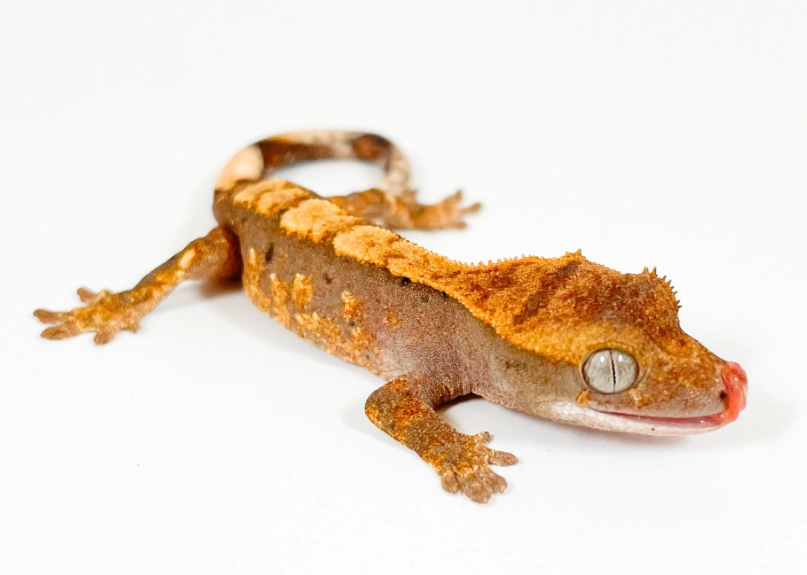 crested gecko morphs