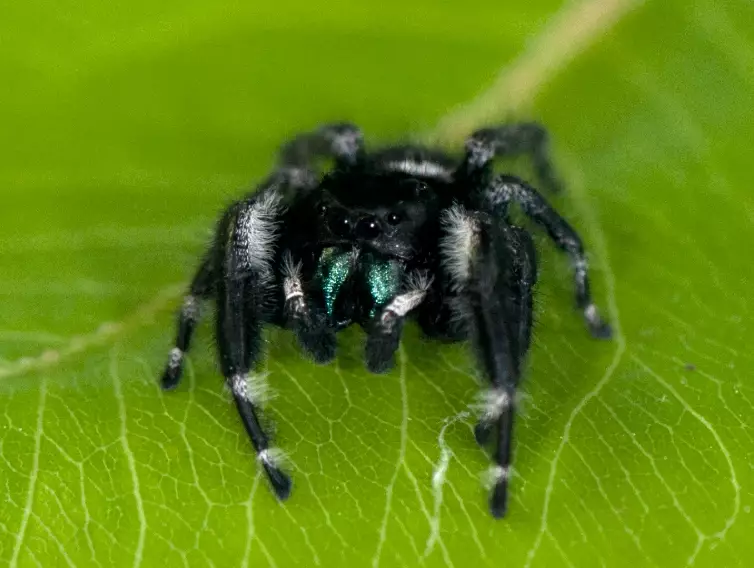 jumping spider pet