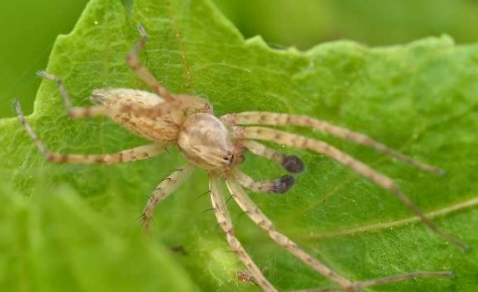 ghost spider facts ghost spider facts