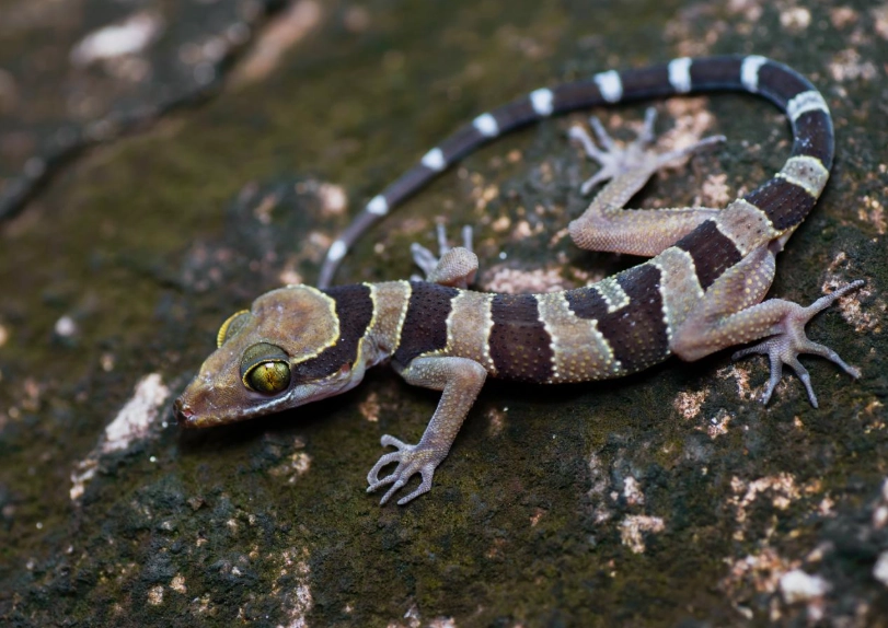 Nactus pelagicus Nactus pelagicus