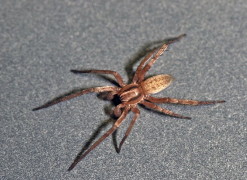 cellar spider cellar spider