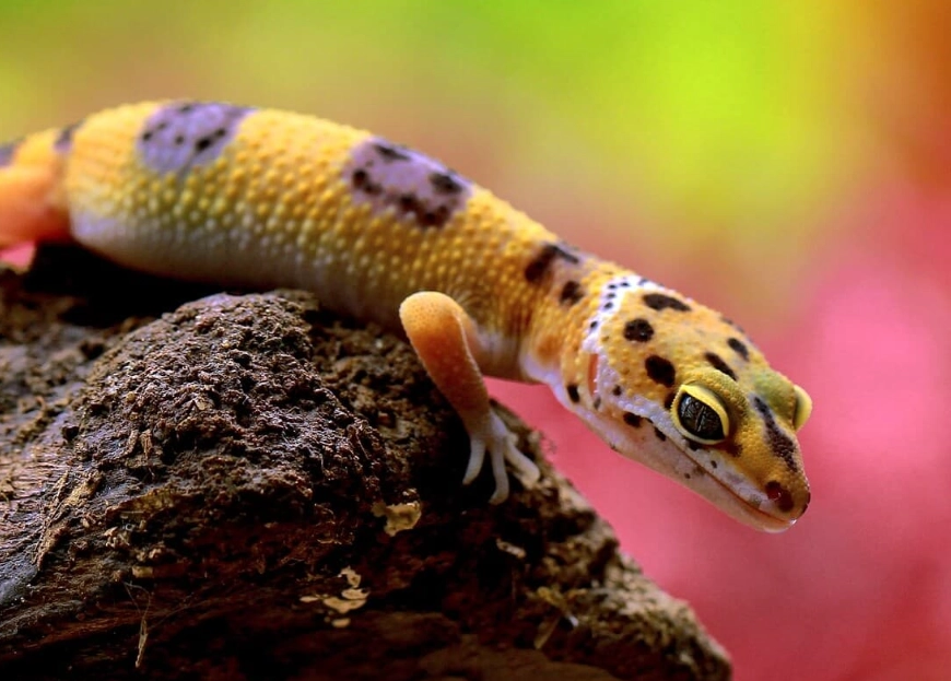 Wooden-tailed gecko care Wooden-tailed gecko care