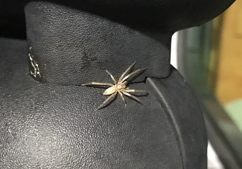 cellar spider cellar spider