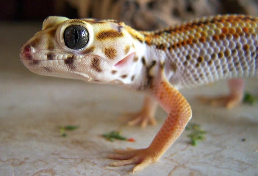 Frog-eyed gecko habitat