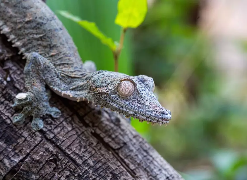 Wooden-tailed gecko care Wooden-tailed gecko care