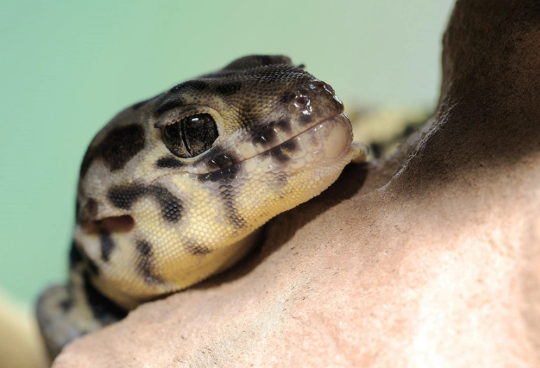 Frog-eyed gecko care