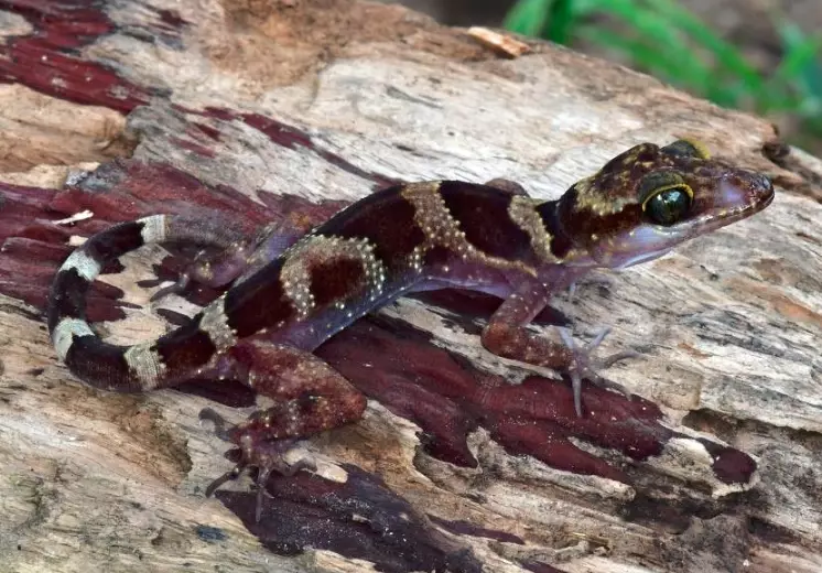 Bone-toed gecko care Bone-toed gecko care