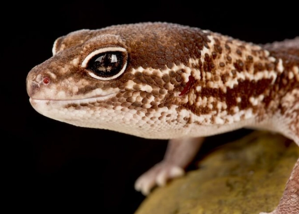 fat-tailed gecko for sale fat-tailed gecko for sale