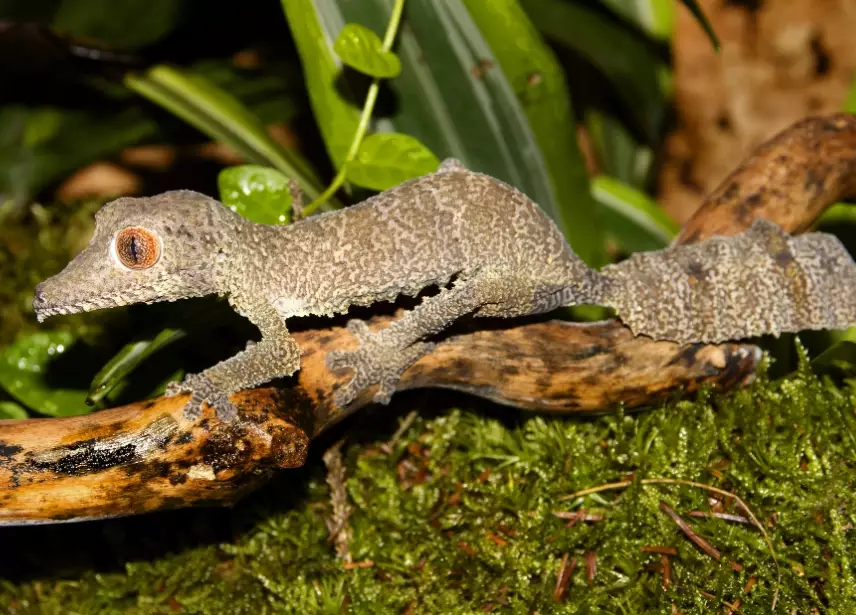 Wooden-tailed gecko facts Wooden-tailed gecko facts