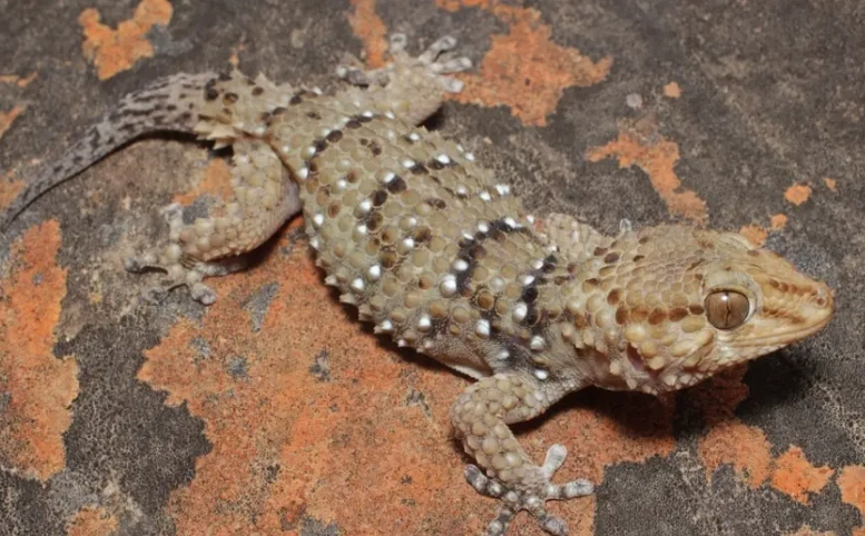 Nactus pelagicus Nactus pelagicus