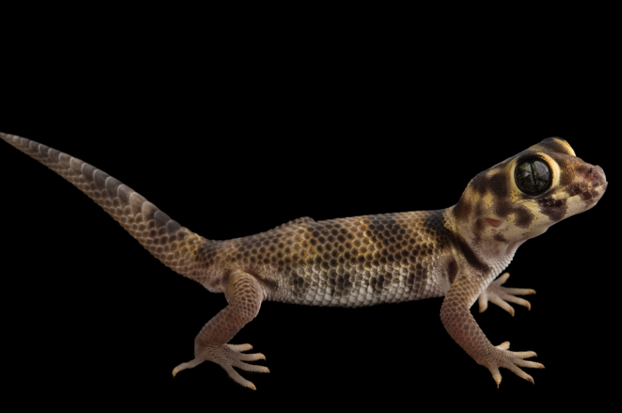 Teratoscincus scincus