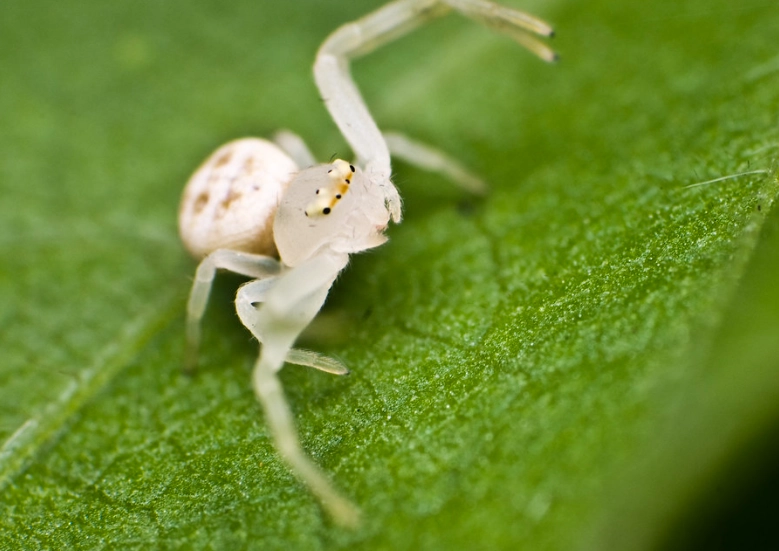 camouflage spider
