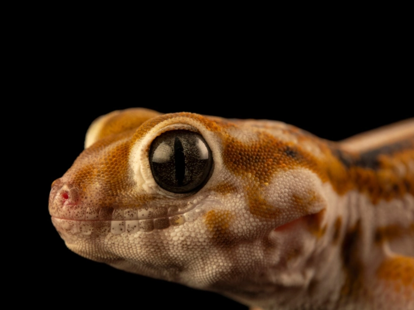 Frog-eyed gecko care