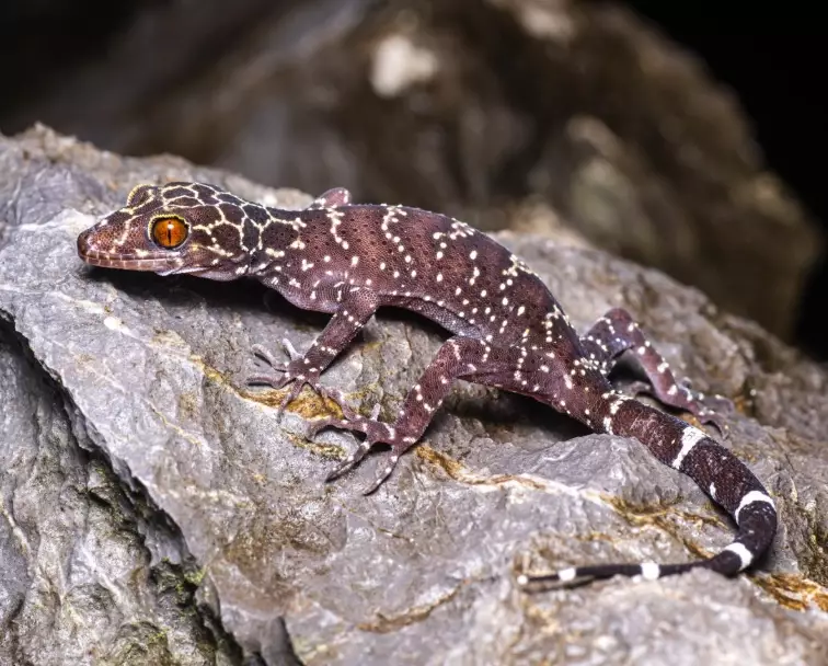 Pacific slender-toed gecko Pacific slender-toed gecko