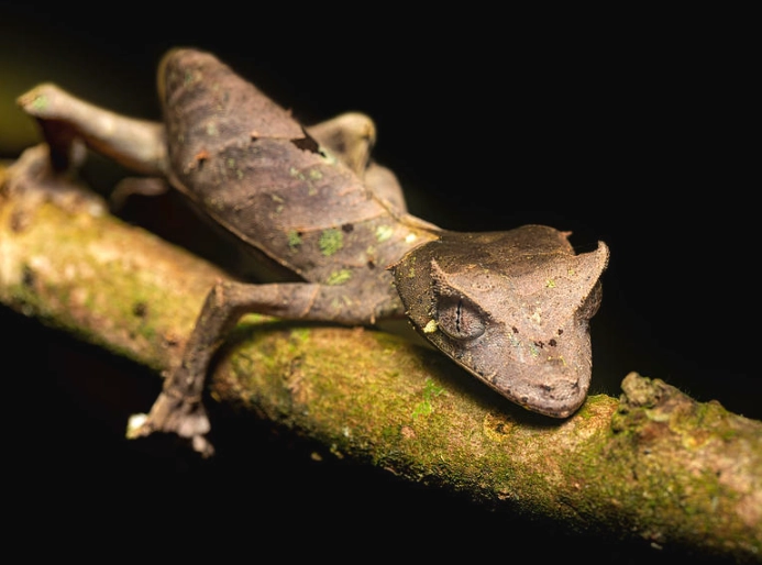 Wooden-tailed gecko habitat Wooden-tailed gecko habitat