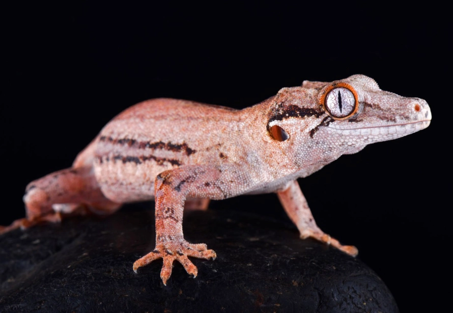 New Caledonian Giant Gecko