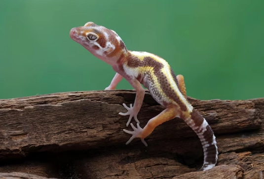 Wooden-tailed gecko facts Wooden-tailed gecko facts
