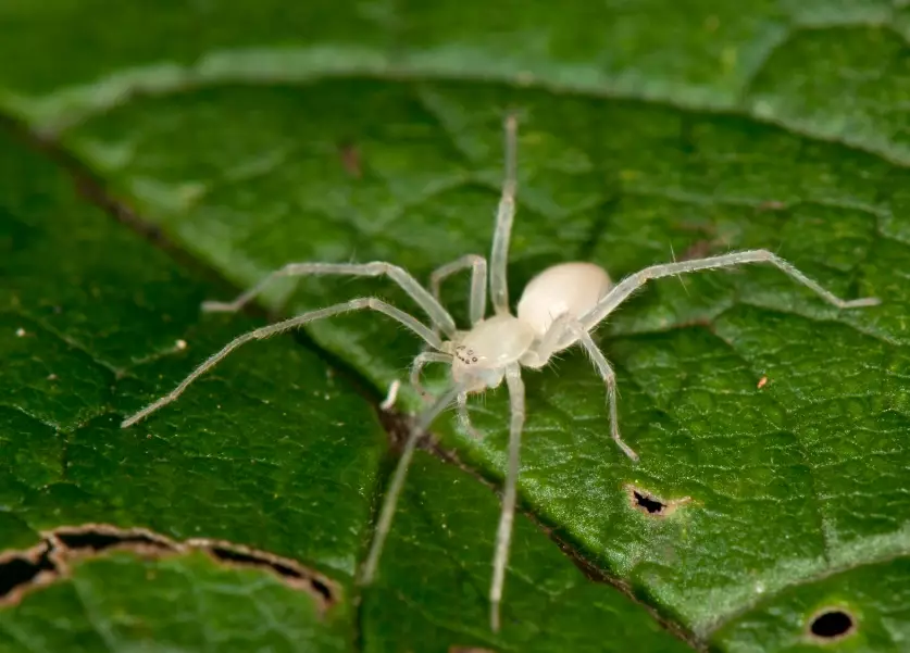 ghost spider facts ghost spider facts