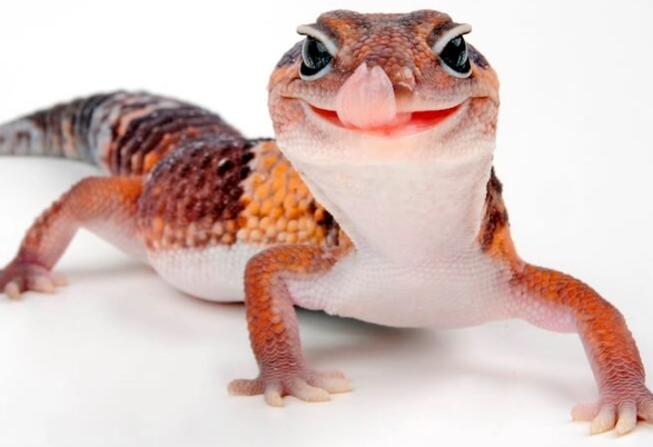 fat tailed gecko care fat tailed gecko care