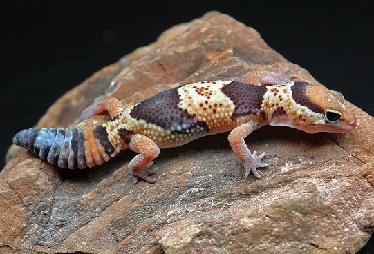 african fat-tailed gecko habitat african fat-tailed gecko habitat