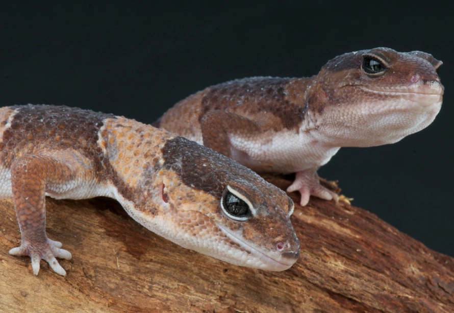 fat tailed gecko care fat tailed gecko care