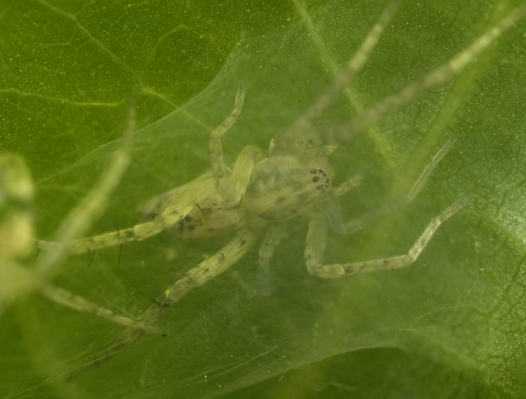 pholcus phalangioides pholcus phalangioides