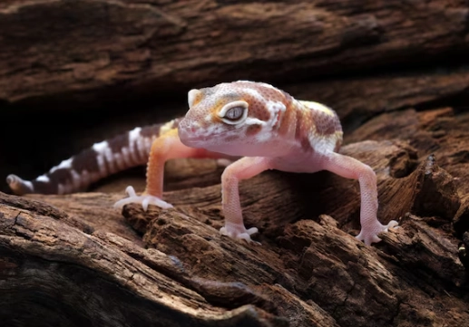 Wooden-tailed gecko habitat Wooden-tailed gecko habitat