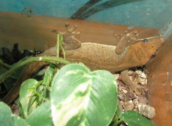 Slender-skinned gecko facts