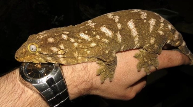 Rhacodactylus chahoua pet