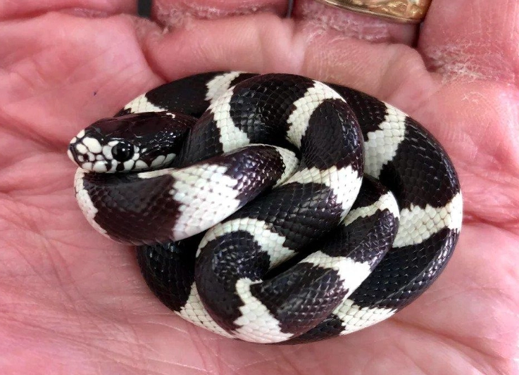 California kingsnake pet