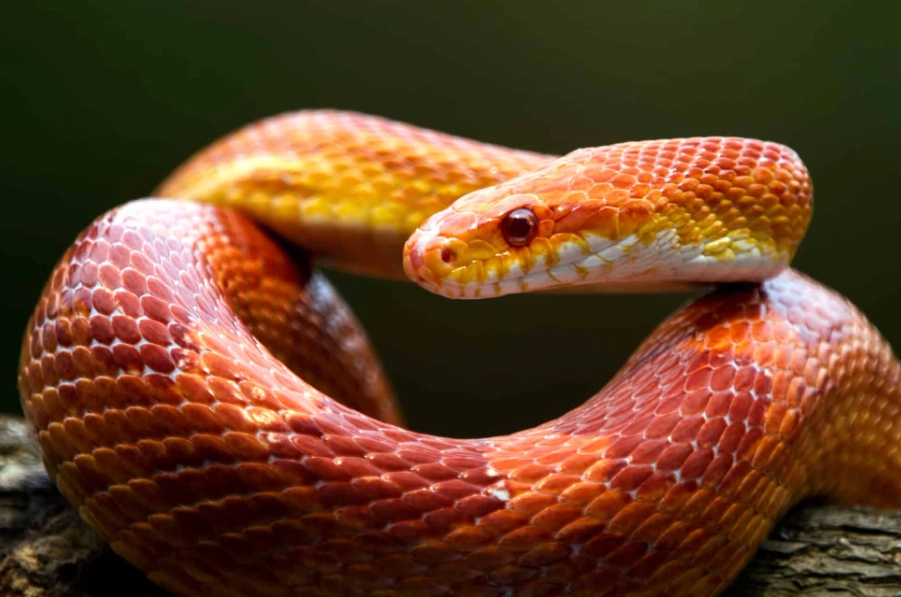 are corn snakes good pets