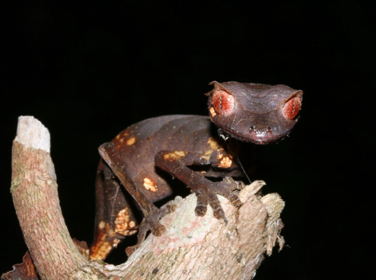 Leaf-tailed gecko facts Leaf-tailed gecko facts