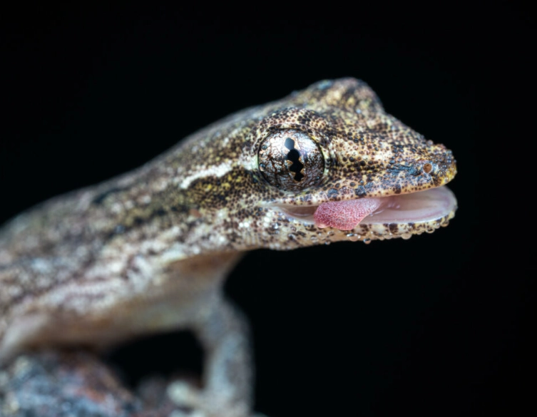 scale-eyed gecko pet