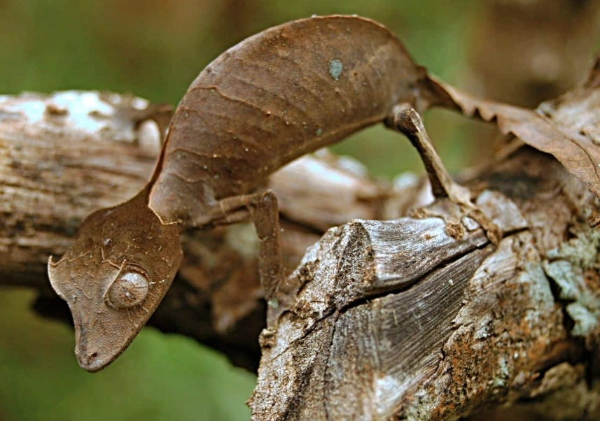 Leaf-tailed gecko facts Leaf-tailed gecko facts