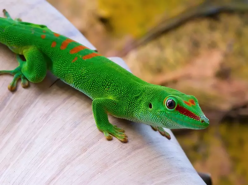 Pictus Gecko Habitat