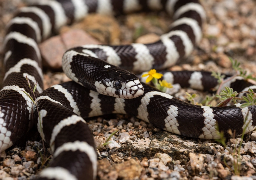 California kingsnake pet