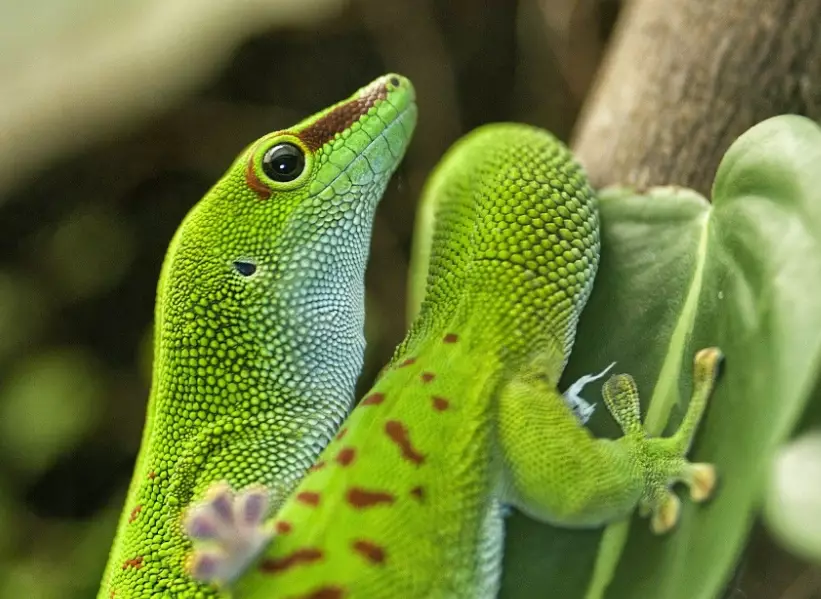 Madagascar Land Gecko Size