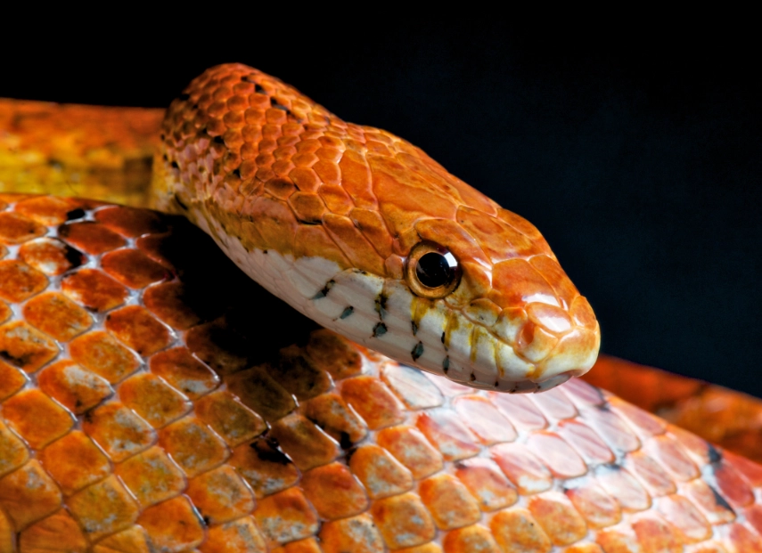 corn snake setup